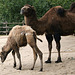 20090910 0539Aw [D~MS] Trampeltier (Camelus bactrianus), Zoo, Münster