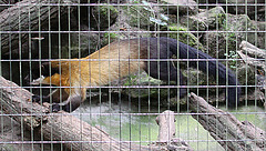 20090910 0540Aw [D~MS] Buntmarder (Martes flavigula), Zoo, Münster