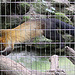 20090910 0540Aw [D~MS] Buntmarder (Martes flavigula), Zoo, Münster