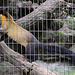 20090910 0541Aw [D~MS] Buntmarder (Martes flavigula), Zoo, Münster