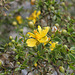 Creosote Bloom (3938)