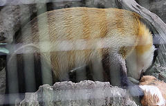 20090910 0545Aw [D~MS] Buntmarder (Martes flavigula), Zoo, Münster