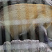 20090910 0545Aw [D~MS] Buntmarder (Martes flavigula), Zoo, Münster