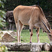 20090910 0560Aw [D~MS] Elenantilope (Taurotragus oryx), Zoo, Münster
