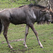 20090910 0561Aw [D~MS] Streifengnu [JT] (Connochaetes taurinus), Zoo, Münster