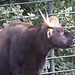 20090910 0574Aw [D~MS] Gaur (Bos gaurus), Zoo, Münster