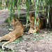 20090910 0578Aw [D~MS] Löwe (Panthera leo), Zoo, Münster