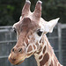 20090910 0584Aw [D~MS] Netzgiraffe (Giraffa camelopardalis reticulata), Zoo, Münster