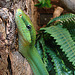 20090611 3278DSCw [D~H] Blattgrüne Mamba (Dendroaspis angusticeps), [Gewöhnliche Mamba], [Schmalkopf-Mamba], Zoo Hannover