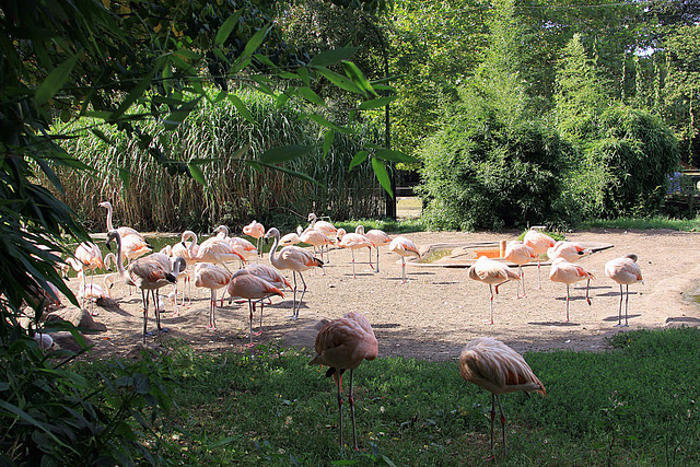 20090827 0238Aw [D~ST] Chile-Flamingo (Phoenicopterus chilensis), Zoo Rheine