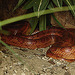 20090611 3279DSCw [D~H] Kornnatter (Pantherophis guttatus), Zoo Hannover