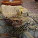 20090611 3280DSCw [D~H]  Nordafrikanische Dornschwanzagame (Uromastyx acanthinura), Zoo Hannover
