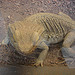 20090611 3281DSCw [D~H]  Nordafrikanische Dornschwanzagame (Uromastyx acanthinura), Zoo Hannover