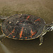 20090611 3283DSCw [D~H] Zierschildkröte, Zoo Hannover