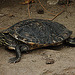 20090611 3284DSCw [D~H] Zierschildkröte, Zoo Hannover