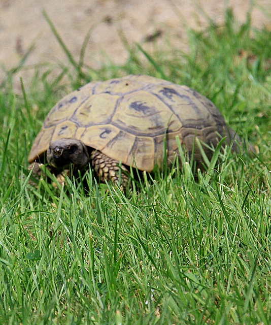 20090827 0246Aw [D~ST] Schildkröte, Zoo Rheine