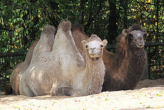 20090827 0248Aw [D~ST] Trampeltier (Camelus ferus bactrianus), Zoo Rheine