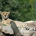 20090910 0585Aw [D~MS] Gepard (Acinonyx jubatus), Zoo, Münster