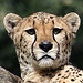 20090910 0586Aw [D~MS] Gepard (Acinonyx jubatus), Zoo, Münster