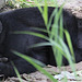 20090910 0589Aw [D~MS] Gorilla (Gorilla gorilla), Zoo, Münster