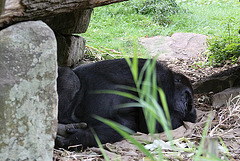 20090910 0590aw Gorilla (Gorilla gorilla)