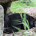 20090910 0590aw Gorilla (Gorilla gorilla)