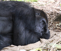 20090910 0591Aw [D~MS] Gorilla (Gorilla gorilla), Zoo, Münster