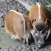 20090910 0595Aw [D~MS] Buschschwein (potamochoerus porcus) [Pinselohrschwein], Zoo, Münster