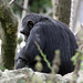 20090910 0596Aw [D~MS] Schimpanse (Pan troglodytes), Zoo, Münster