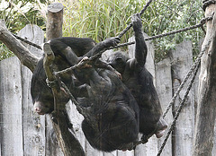 20090910 0597Aw [D~MS] Schimpanse (Pan troglodytes), Zoo, Münster