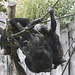 20090910 0597Aw [D~MS] Schimpanse (Pan troglodytes), Zoo, Münster