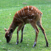 20090827 0258aw Sitatunga-Antilope (Tragelaphus spekei), Zoo Rheine