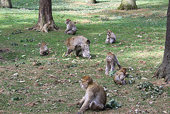 20090827 0259Aw [D~ST] Berberaffe (Macaca sylvanus), [Magot], Zoo Rheine