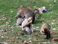 20090827 0262Aw [D~ST] Berberaffe (Macaca sylvanus), [Magot], Zoo Rheine