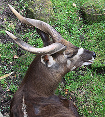20090827 0263Aw [D~ST] Sitatunga-Antilope (Tragelaphus spekei), Zoo Rheine