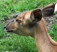 20090827 0264Aw [D~ST] Sitatunga-Antilope (Tragelaphus spekei), Zoo Rheine
