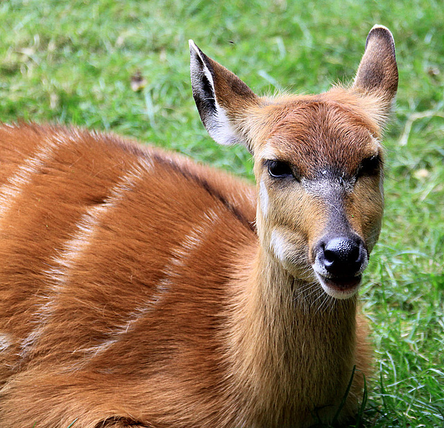 20090827 0265Aw [D~ST] Sitatunga-Antilope (Tragelaphus spekei), Zoo Rheine