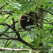 20090611 3309DSCw [D~H] Kleiner Panda (Ailurus fulgens), Zoo Hannover