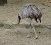 20090611 3323DSCw [D~H] Nandu (Rhea americana), Zoo Hannover
