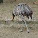 20090611 3323DSCw [D~H] Nandu (Rhea americana), Zoo Hannover