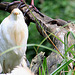 20090827 0271Aw [D~ST] Kuhreiher (Bubulcus ibis), Zoo Rheine
