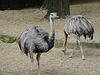 20090611 3324DSCw [D~H] Nandu (Rhea americana), Zoo Hannover