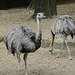 20090611 3324DSCw [D~H] Nandu (Rhea americana), Zoo Hannover
