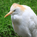 20090827 0273Aw [D~ST] Kuhreiher (Bubulcus ibis), Zoo Rheine