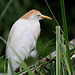 20090827 0276Aw [D~ST] Kuhreiher (Bubulcus ibis), Zoo Rheine