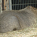 20090611 3334DSCw [D~H] Wasserschwein (Hydrochaerus hydrochaeris), [Capybara], Zoo Hannover
