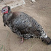 20090611 3336DSCw [D~H] Truthuhn (Meleagris gallopavo), Zoo Hannover