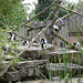 20090910 0604Aw [D~MS] Vari (Varecia variegata), Zoo, Münster