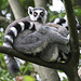 20090910 0609Aw [D~MS] Katta (Lemur catta), Zoo, Münster