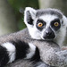 20090910 0610Aw [D~MS] Katta (Lemur catta), Zoo, Münster